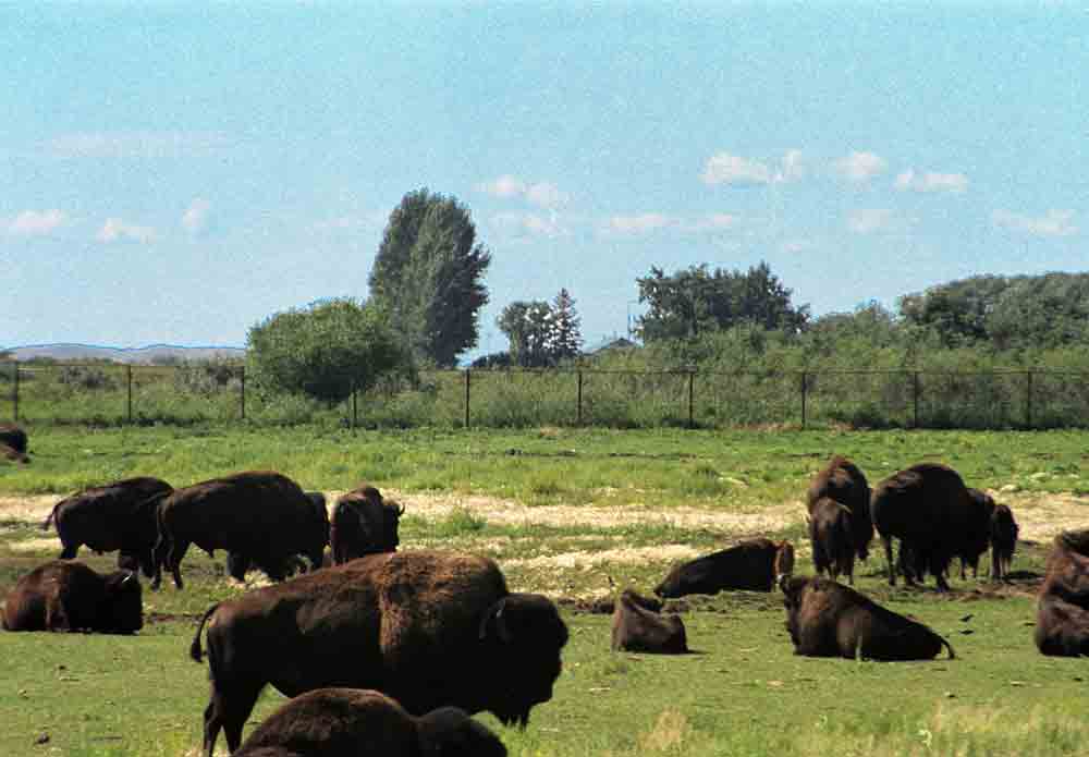 Búfalo - Canada 3.jpg